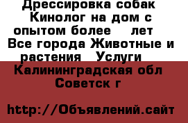 Дрессировка собак (Кинолог на дом с опытом более 10 лет) - Все города Животные и растения » Услуги   . Калининградская обл.,Советск г.